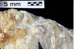 Foto (Detailansicht) von Decapoda indet. (NHMW-GEO-1990-0041-0353)